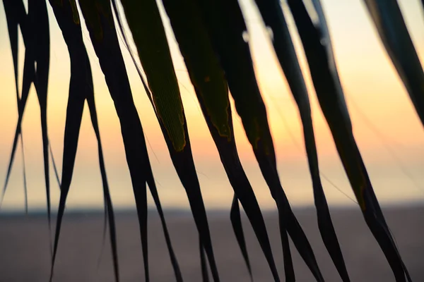 Pôr do sol na praia através de folhas de palmeira — Fotografia de Stock