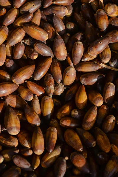 Sweet acorns closeup on market stall — Stock Photo, Image