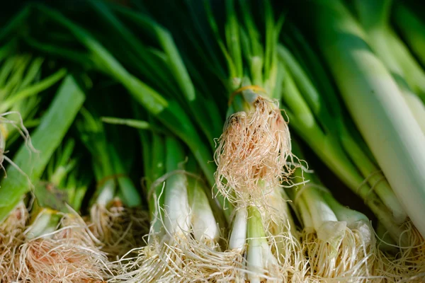 Cebola verde com cebolinha em exposição — Fotografia de Stock