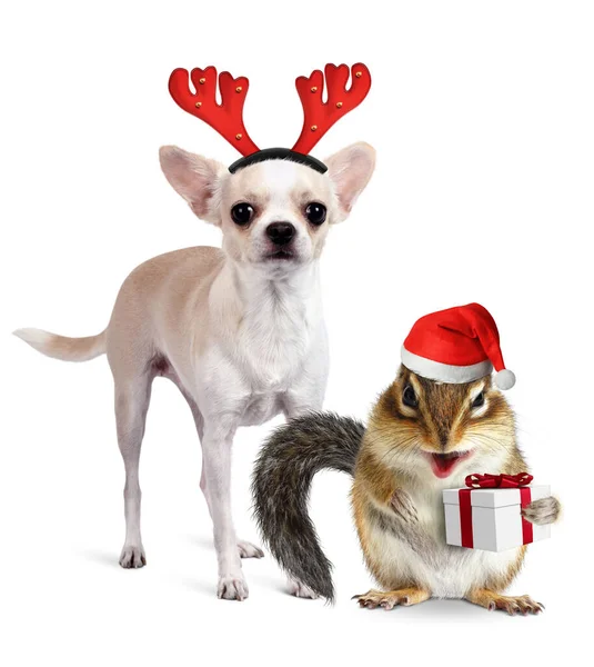 Lustige Weihnachtstiere Streifenhörnchen Mit Hund Als Weihnachtsmann Und Hirsche Mit — Stockfoto
