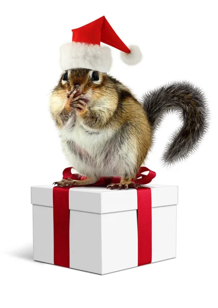 Lustiges Streifenhörnchen Mit Nikolausmütze Und Geschenken Auf Weiß Stockfoto