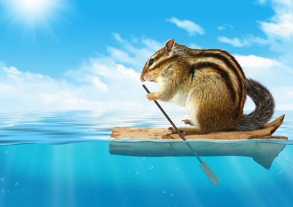 Animal engraçado, esquilo flutuando no oceano, conceito de viagem — Fotografia de Stock