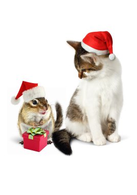 Komik Noel evde beslenen hayvan, komik sincap ve Noel Baba şapkası ile kedi