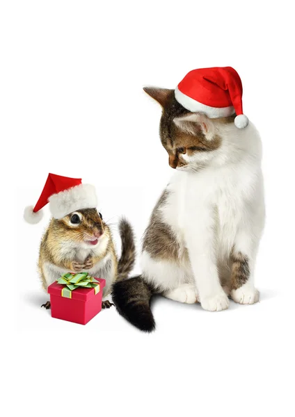 Mascota cómica de Navidad, ardilla divertida y gato con sombrero de santa — Foto de Stock