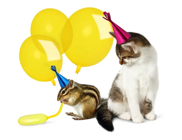 Koncepcja urodziny, śmieszne kot i wiewiórki z balonów — Zdjęcie stockowe