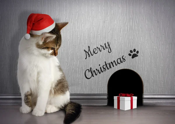 Concept de félicitations de Noël, Chat drôle avec chapeau de Père Noël et cadeau — Photo