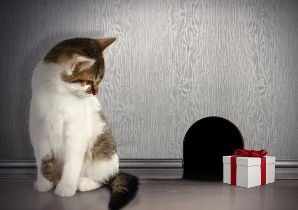 Divertido concepto de trampa, gato con regalo cerca de un agujero del ratón — Foto de Stock