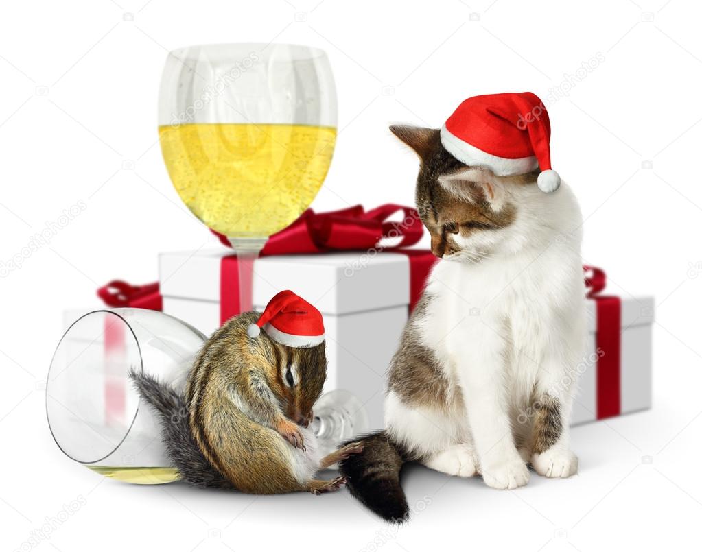 Funny xmas concept, drunk squirrel and cat with santa hat and gi