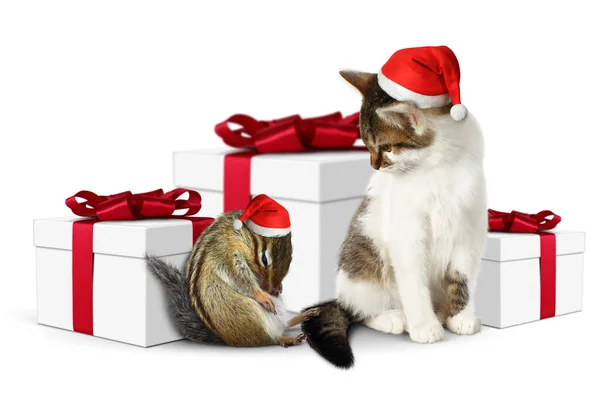 Mascota cómica de Navidad, divertida ardilla cansada y gato con sombrero de santa — Foto de Stock