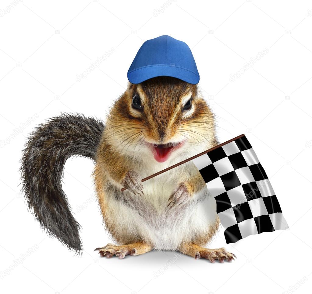 Funny chipmunk with racing flag isolated on white