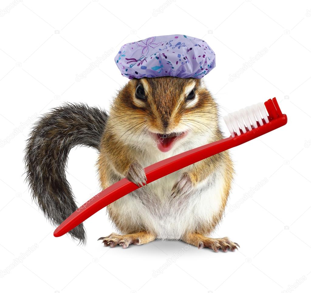 Funny chipmunk with toothbrush and shower cap, isolated on white