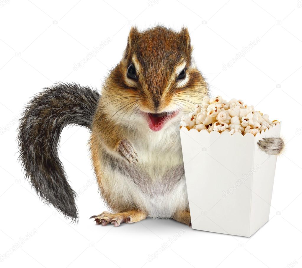 Funny animal chipmunk with blank popcorn bucket isolated on whit