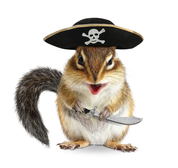 Divertido animal pirata, ardilla con sombrero de filibustero y sable —  Fotos de Stock