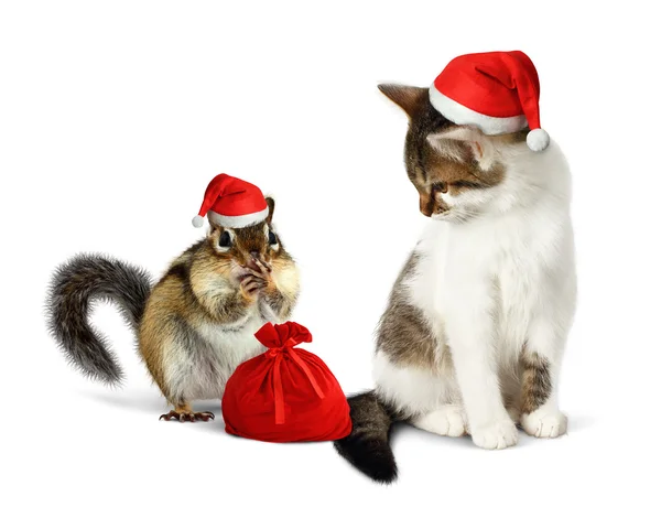 Divertenti animali domestici di Natale, divertente scoiattolo e gatto con cappello e sacco di Babbo Natale — Foto Stock