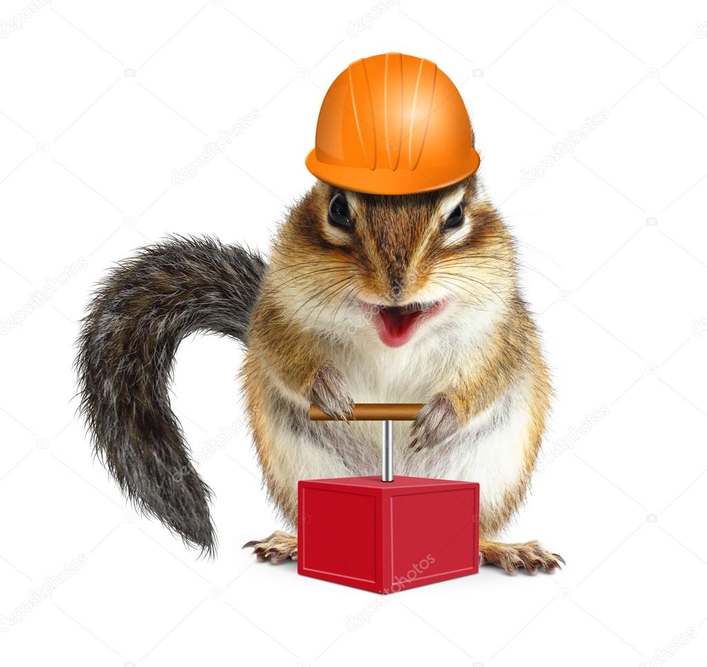 Funny animal chipmunk with detonator and hard hat, demolition co