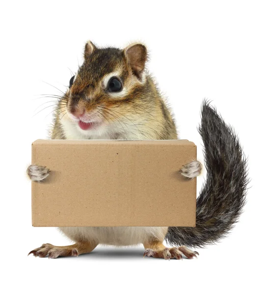 Legrační zvířecí veverky drží box, dodání koncepce — Stock fotografie