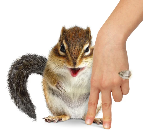 Animal care concept, squirrel hugs human hand — Stock Photo, Image