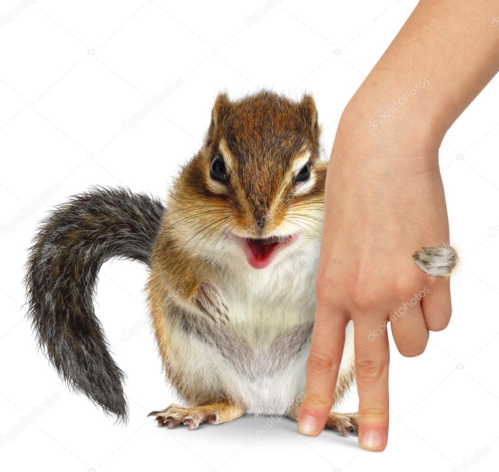 Animal care concept, squirrel hugs human hand