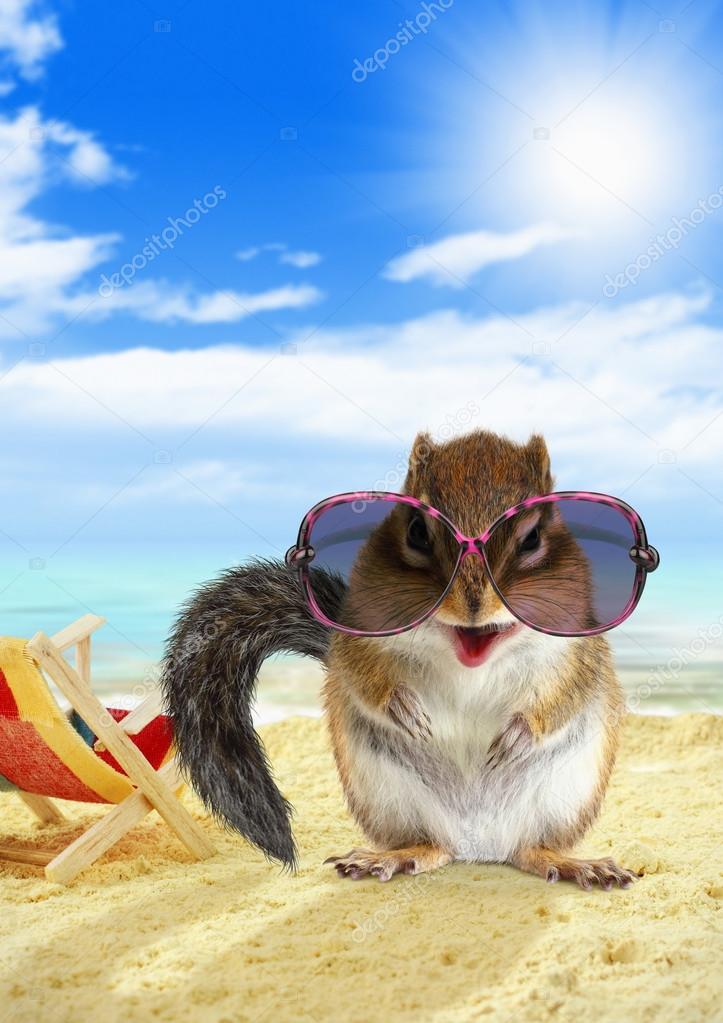 Funny animal chipmunk with sunglasses on sandy beach