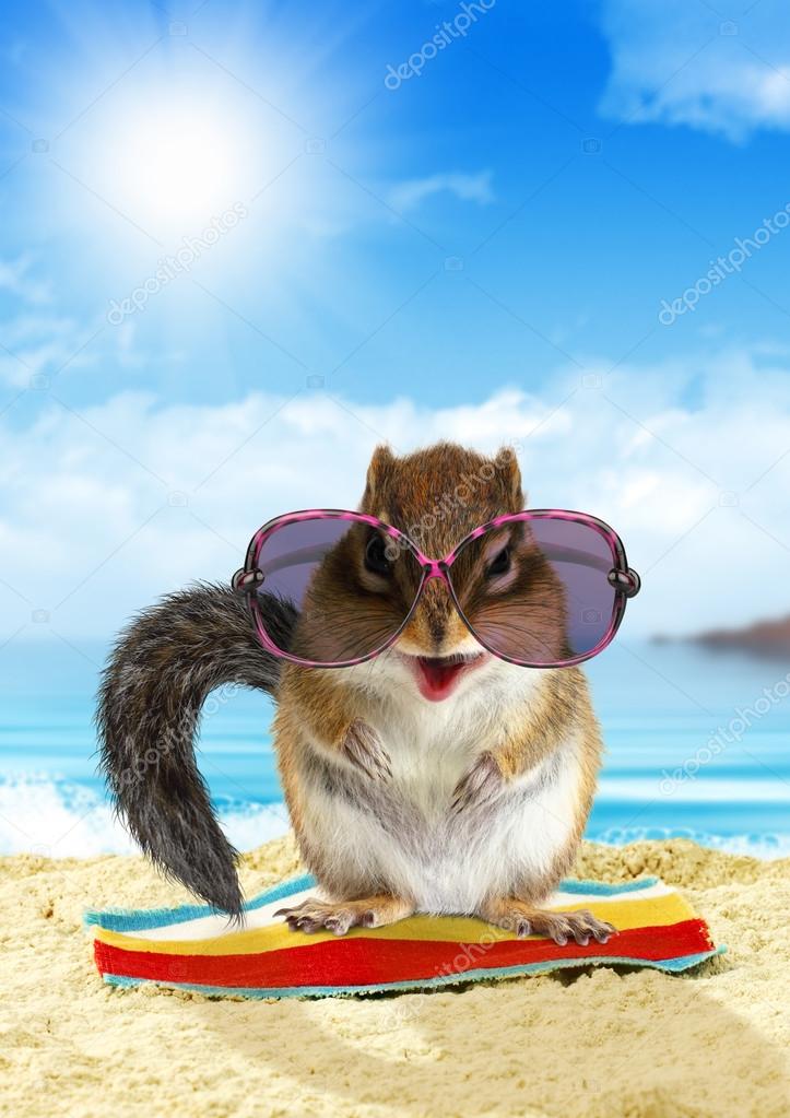 Funny animal on summer holiday, squirrel on the beach Stock Photo by  ©dimjul 87889184