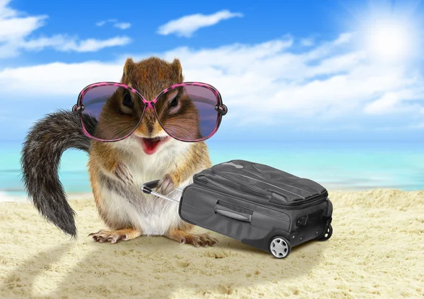 Divertido turista, ardilla animal con maleta en la playa — Foto de Stock