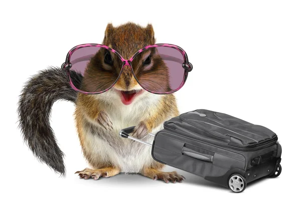 Divertido turista, ardilla animal con equipaje en blanco — Foto de Stock