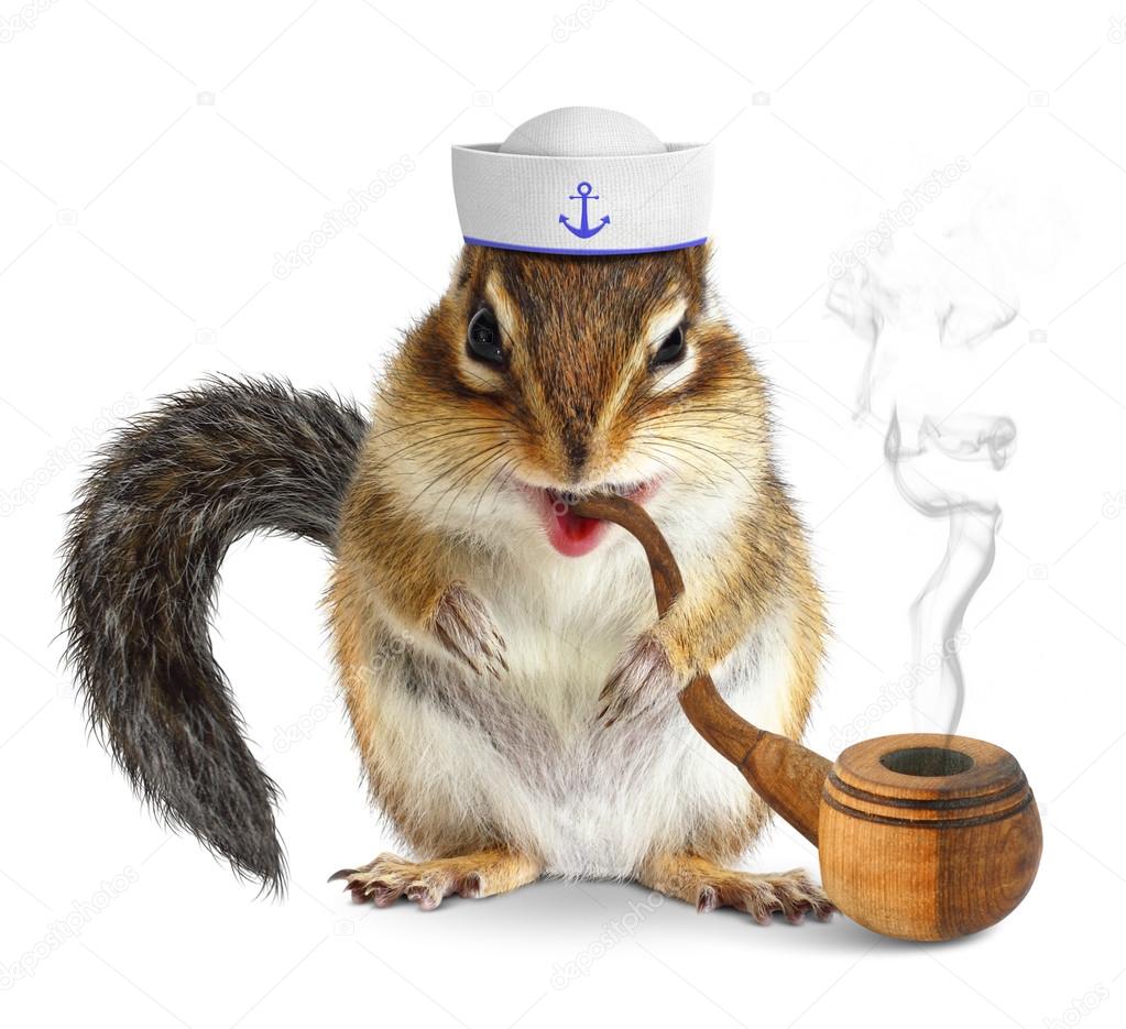 Funny animal sailor, squirrel with tobacco pipe and mariner hat