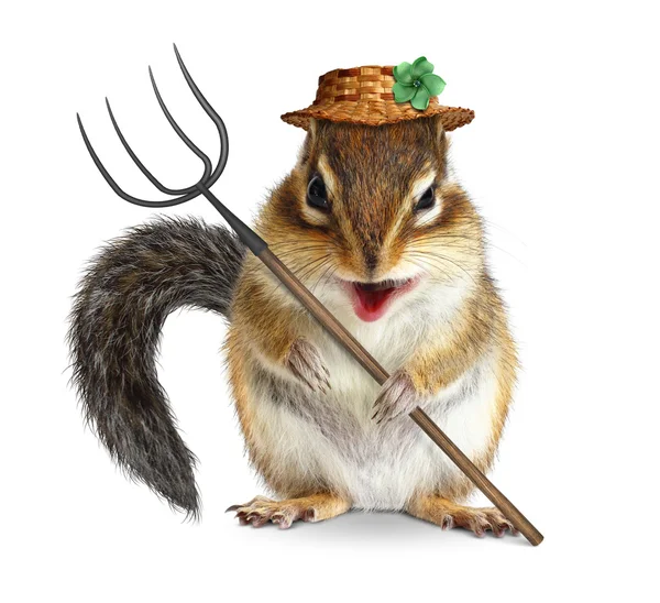 Funny animal farmer, squirrel with pitchfork and hat isolated on — Stock Photo, Image