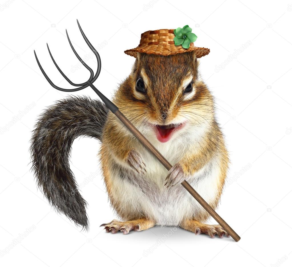 Funny animal farmer, squirrel with pitchfork and hat isolated on
