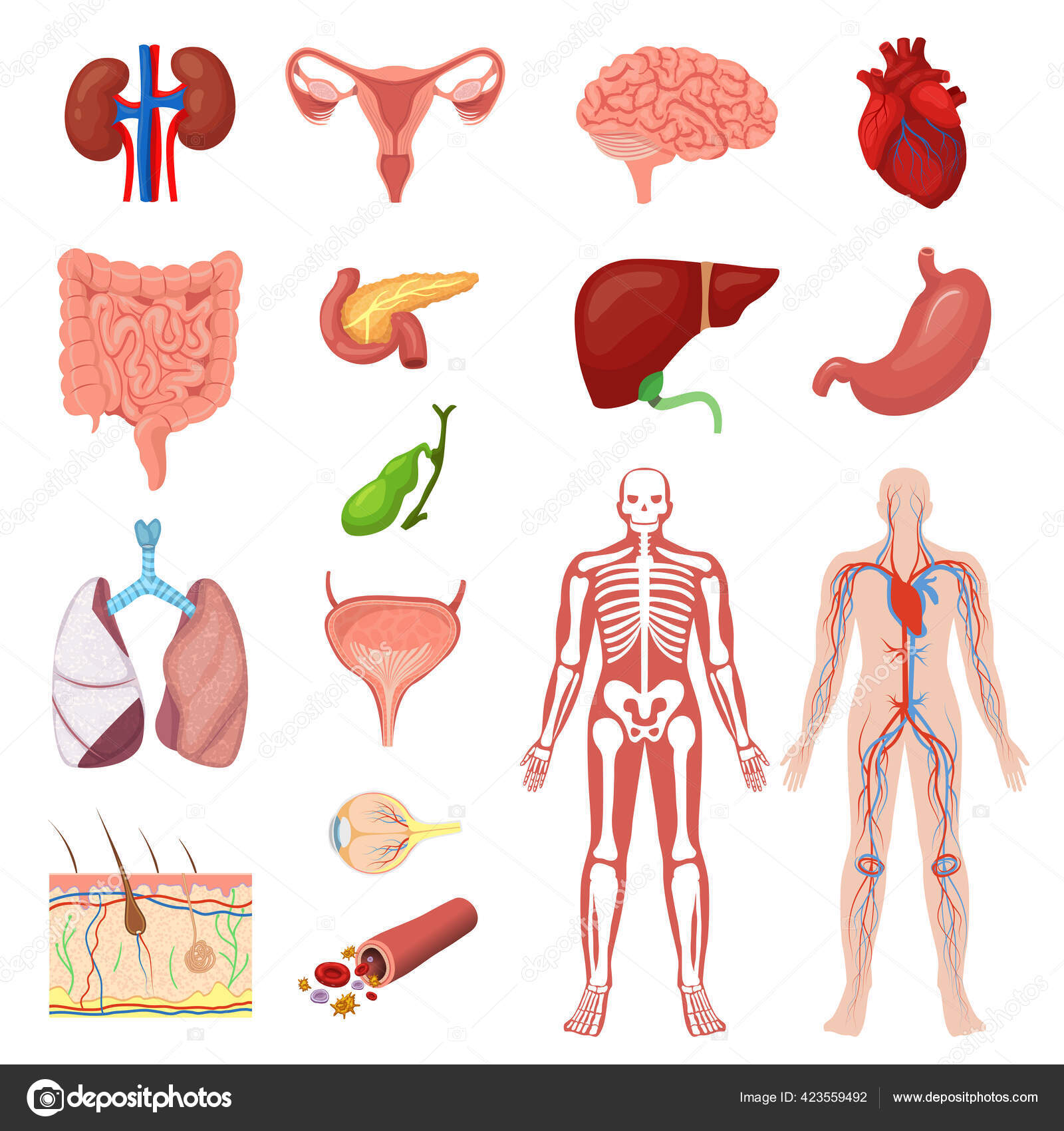 Body organs cartoon Vector Art Stock Images | Depositphotos Body organs cartoon Vector Art Stock Images | Depositphotos