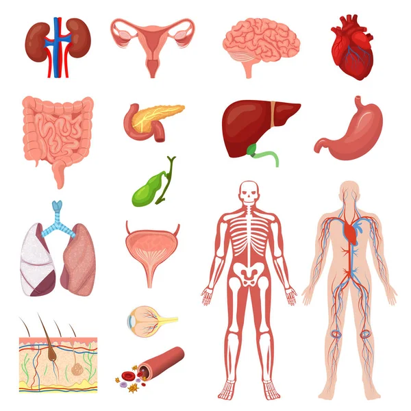 Conjunto de ilustrações do vetor da anatomia humana, coleção médica anatômica plana dos desenhos animados de órgãos e sistemas internos do corpo — Vetor de Stock