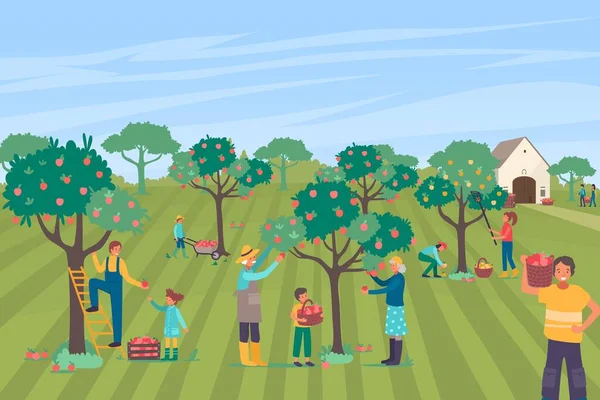 Farmer people character together pick apple large orchard, family farm worker collecting pome tree flat vector illustration. — Vettoriale Stock