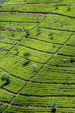 Yeşil tişört terrasses sri Lanka highland içinde 