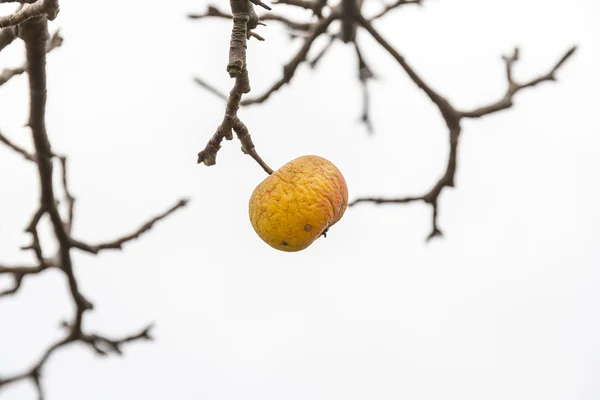 Apple hangs on a branch of the apple tree — Stock Photo, Image