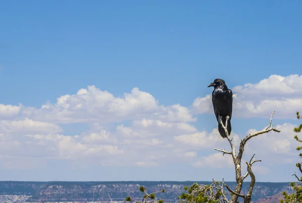 Havran na grand canyon sedí u starého uschlého stromu — Stock fotografie