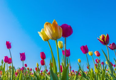 kare işalan ile çiçeklenme renkli Lale