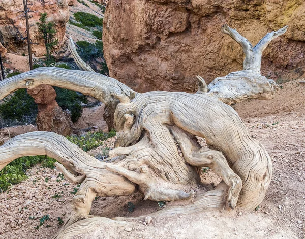 Madera de raíz seca en el desierto en Bryce Canyon —  Fotos de Stock