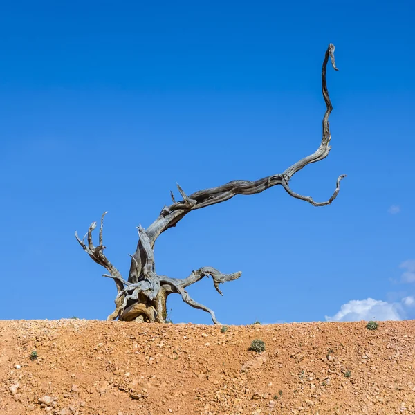 Natursköna död ved rot i det torra landskapet — Stockfoto