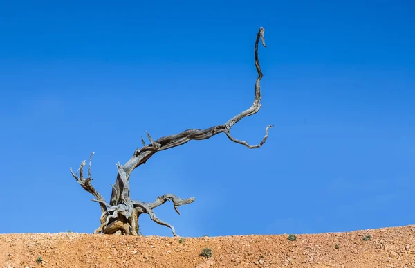 风景死木根在干燥的风景 — 图库照片