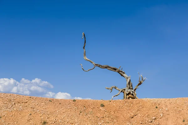 Scenic dead wood root in the dry landscape — Stock Photo, Image