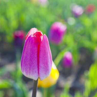 Bahar çiçek renkli Lale alanıyla 
