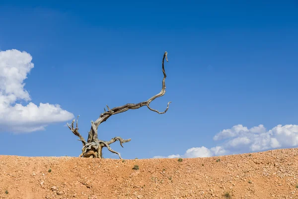 風光明媚な枯死木根乾燥風景 — ストック写真