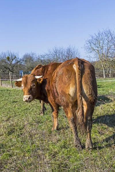 Vaca marrom em pé no prado verde no fundo do céu azul — Fotografia de Stock