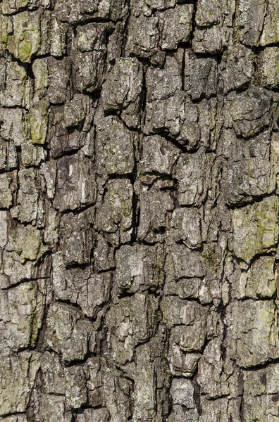 Primo piano di corteccia di una quercia — Foto Stock