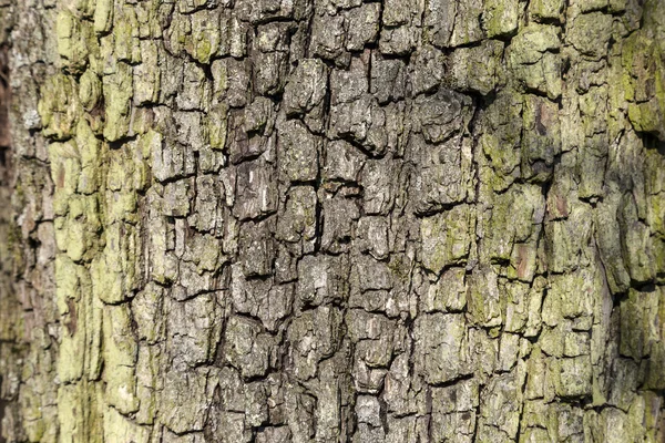 Gros plan de l'écorce d'un chêne — Photo