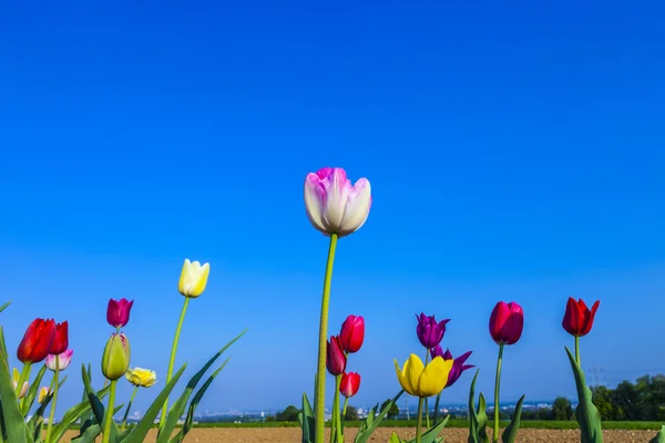 A virágzó színes tulipán mező — Stock Fotó