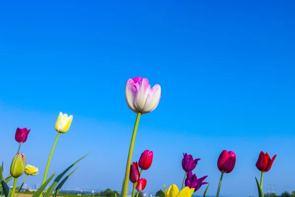 Veld met bloeiende kleurrijke tulpen — Stockfoto