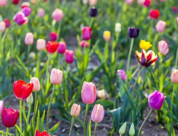 Belas tulipas no campo — Fotografia de Stock