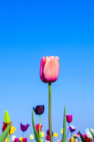 Поле з квітучими різнокольоровими тюльпанами — стокове фото