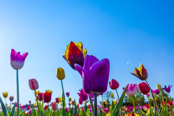 Campo con tulipani colorati in fiore — Foto Stock